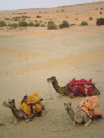 We three camels
