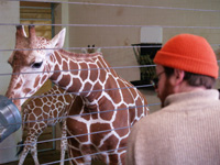 Man + giraffe