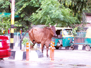 Why did the cow cross the road? Why did the cow cross the road?