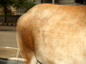 Business end of the cow